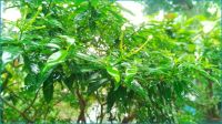 ঢাকাসহ আশপাশে হালকা বৃষ্টির আভাস