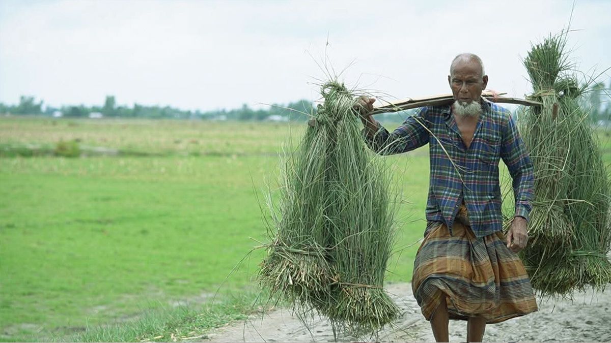 ঘাস বিক্রির টাকায় চলে শফিকুলের সংসার!
