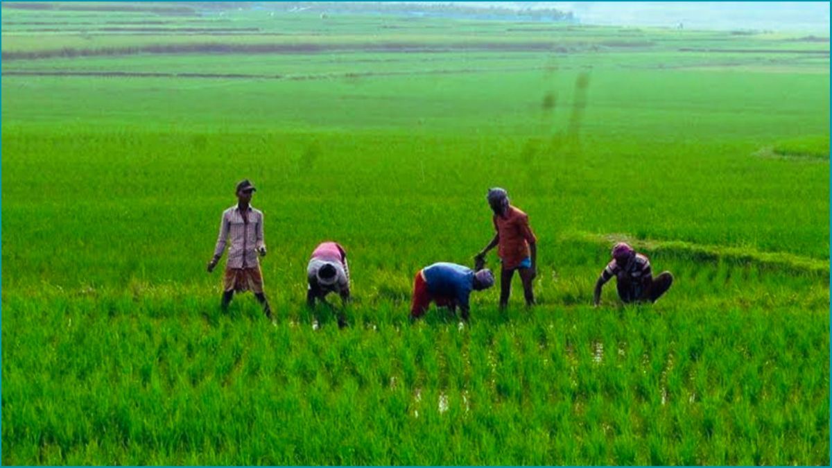 এডব্লিউডির আওতায় আসছে ১০ লাখ হেক্টর ধানি জমি