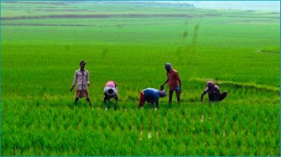এডব্লিউডির আওতায় আসছে ১০ লাখ হেক্টর ধানি জমি