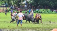 নড়াইলে ষাঁড়ের লড়াই দেখতে উপচে পড়া ভিড়