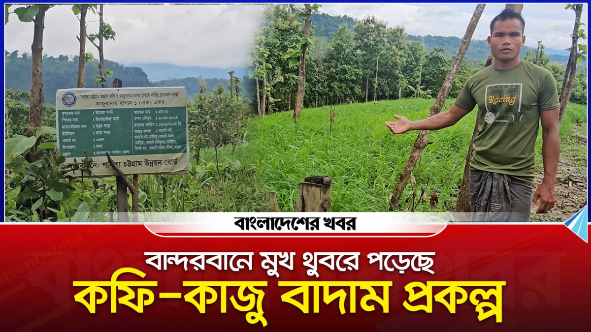 বান্দরবানে মুখ থুবড়ে পড়েছে কফি-কাজু বাদাম প্রকল্প