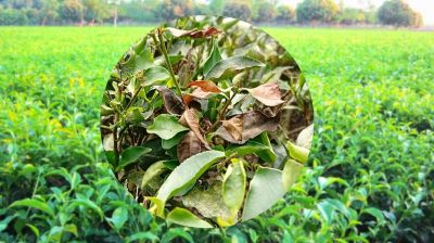 উত্তরের সমতলে চা উৎপাদনে ধস, পাতাপচা রোগে বিপাকে চাষিরা