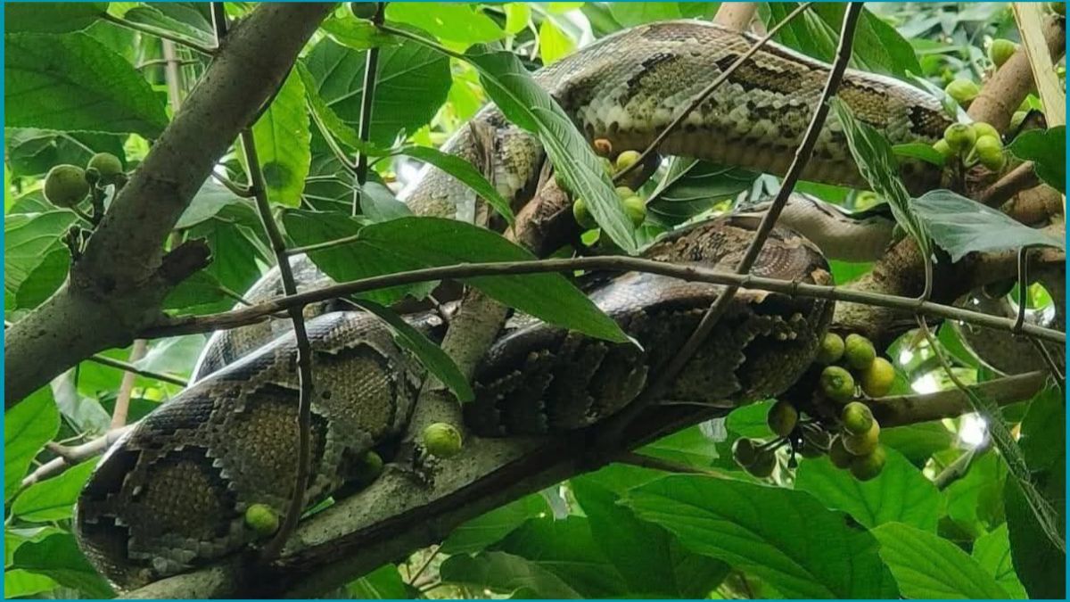 কুড়িগ্রামে গাছে উঠে পড়া ১০ ফুটের অজগর সাপ উদ্ধার