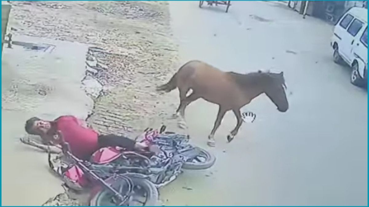 ফরিদপুরে পাগলা ঘোড়ার কামড়ে আহত ১০