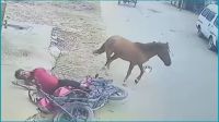 ফরিদপুরে পাগলা ঘোড়ার কামড়ে আহত ১০
