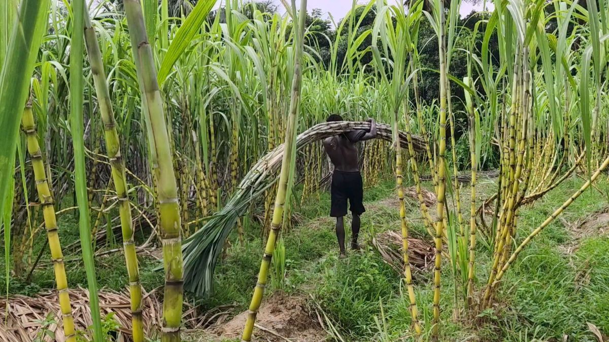 রূপগঞ্জে আখের বাম্পার ফলন, সাথী ফসলেও দ্বিগুণ লাভ