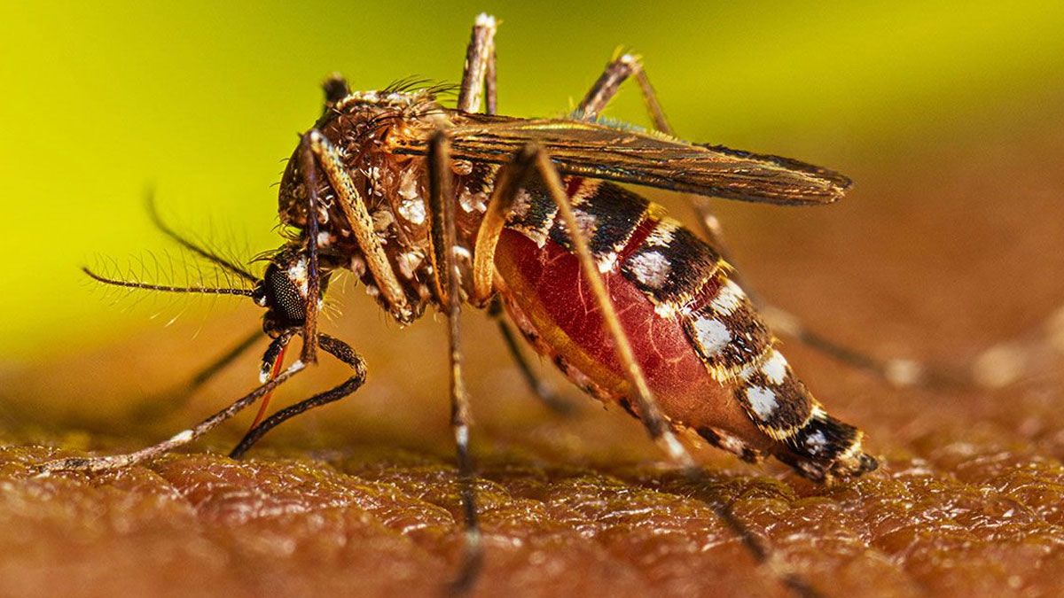 ডেঙ্গুতে প্রাণ গেল আরও ২ জনের