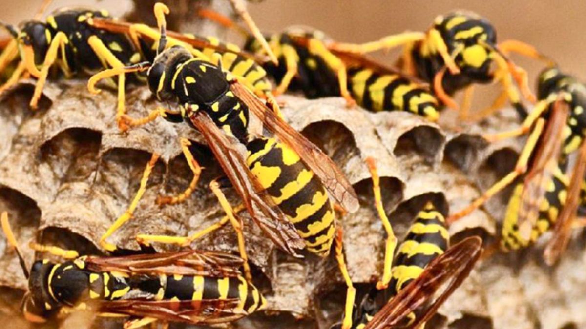 ধুনটে ভিমরুলের কামড়ে ৬ বছরের শিশুর মৃত্যু