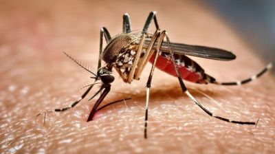 ডেঙ্গুতে আরও ৩ জনের মৃত্যু, হাসপাতালে ৬৮৫
