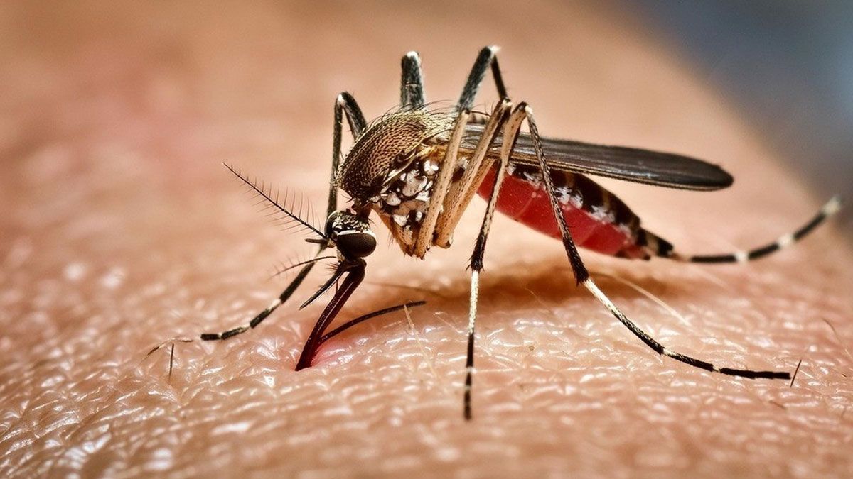 ২৪ ঘণ্টায় ডেঙ্গুতে ৫ জনের মৃত্যু, হাসপাতালে ৬২২