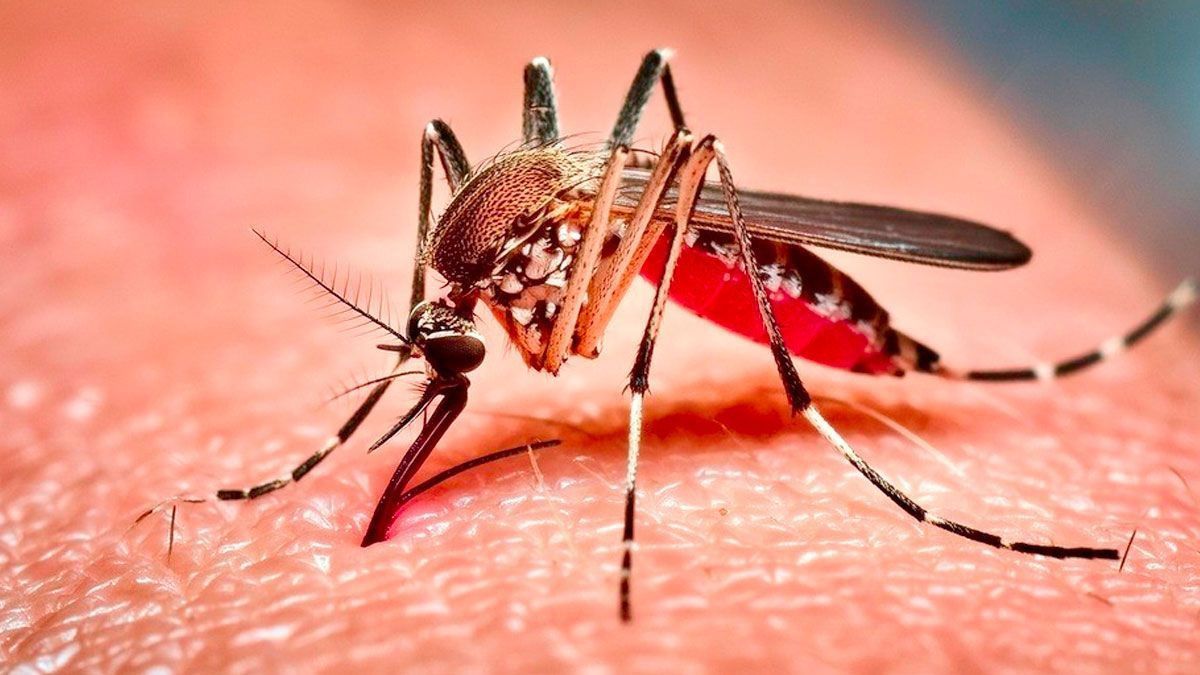 ২৪ ঘণ্টায় ডেঙ্গুতে ৬ জনের মৃত্যু, হাসপাতালে ৬৪৭