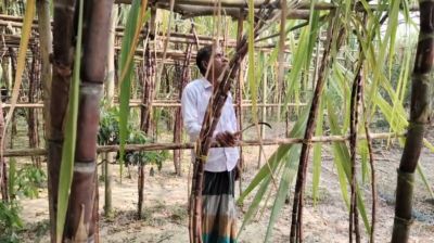 কালীগঞ্জে ফিলিপাইনের ‘ব্ল্যাক সুগার কেইন’ আখ চাষে সফল কৃষক