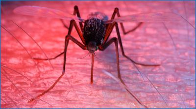 ডেঙ্গুতে রেকর্ড ১২ জনের মৃত্যু
