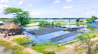লোনা পানি সংকটে চিংড়ি-কাঁকড়া উৎপাদন হ্রাসের আশঙ্কা