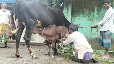 দুধ দিচ্ছে ১৭ দিনের বাছুর, হারুনের বাড়িতে দর্শনার্থীর ভিড়