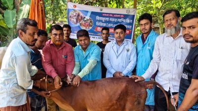 গৌরনদীতে গরুর লাম্পি স্কিন রোগ নির্মূলে ফ্রি টিকাদান কার্যক্রম শুরু