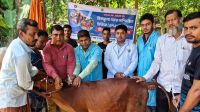 গৌরনদীতে গরুর লাম্পি স্কিন রোগ নির্মূলে ফ্রি টিকাদান কার্যক্রম শুরু