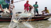 ইলিশ আহরণে আসছে ২২ দিনের সরকারি নিষেধাজ্ঞা