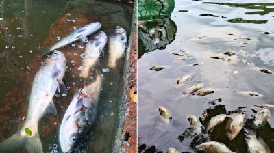 টংগিবাড়ীতে বিষ প্রয়োগে মাছ নিধন, ক্ষতি ১২ লাখ টাকা