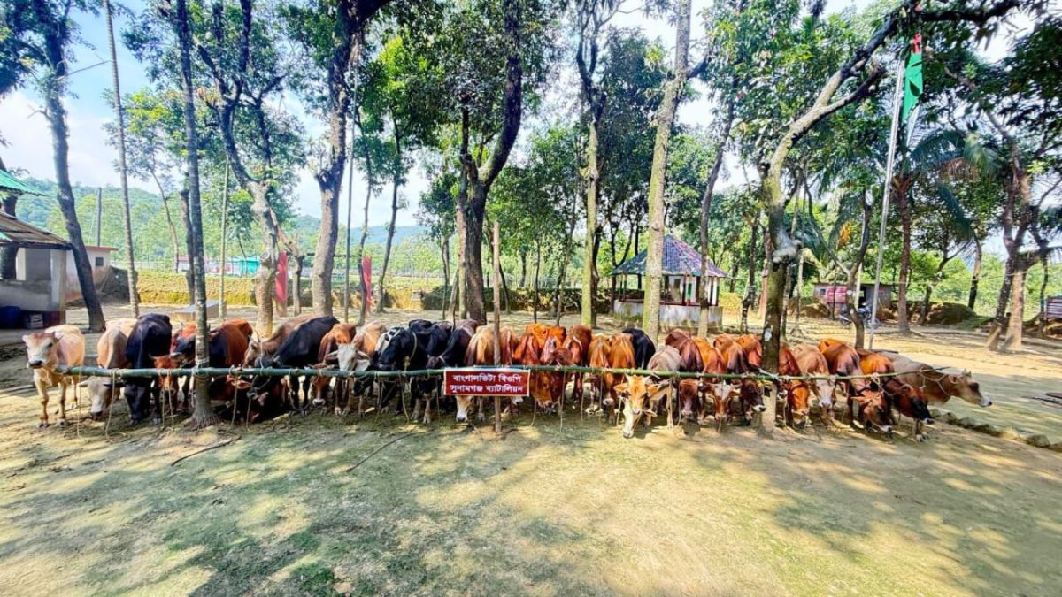 ভারতীয় গরু আটককে কেন্দ্র করে সংঘর্ষে নৌকার মাঝি নিহত