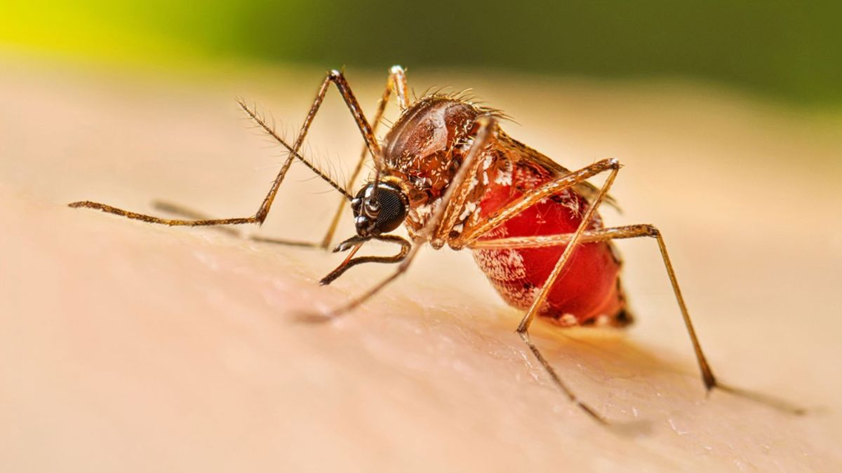 ডেঙ্গুতে ২ জনের মৃত্যু, হাসপাতালে ভর্তি ৩৯৬
