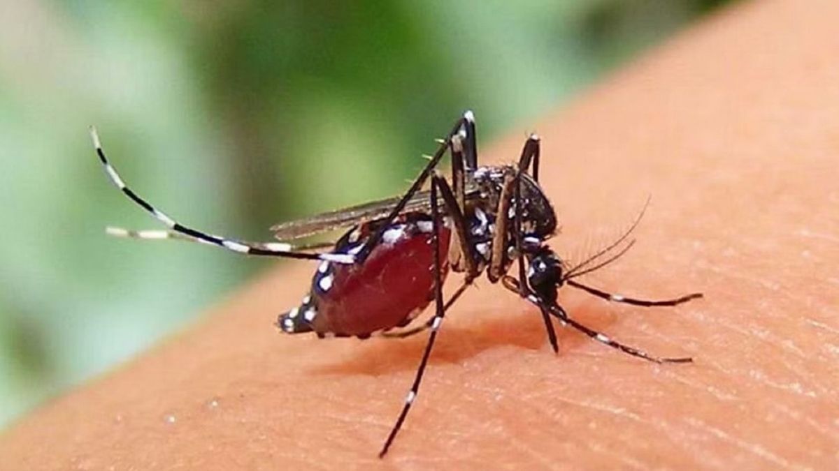 নেই প্লাটিলেট মেশিন, নারায়ণগঞ্জে ডেঙ্গুর ভয়াবহ রূপ