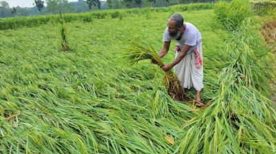 বগুড়ায় নতুন জাতের ধান চাষে ক্ষতির মুখে কৃষক