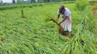 বগুড়ায় নতুন জাতের ধান চাষে ক্ষতির মুখে কৃষক
