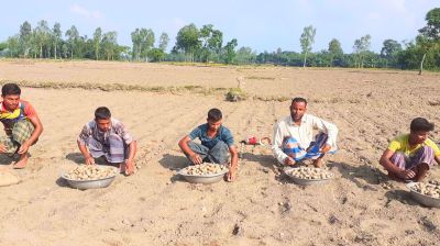 আগাম আলু চাষে ব্যস্ত চাষিরা