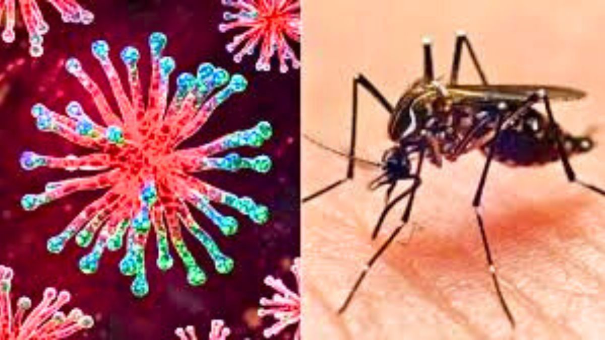 সীতাকুণ্ডে ডেঙ্গু-চিকুনগুনিয়া বাড়ছে, মশক নিধন কার্যক্রম বন্ধ