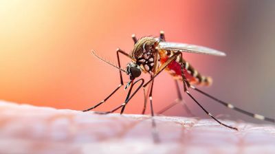 ২৪ ঘণ্টায় ডেঙ্গুতে মৃত্যু ৩, আক্রান্ত ৭০০