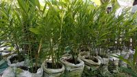 লাভে বাড়ছে বস্তায় আদা চাষ