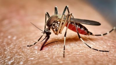 ২৪ ঘণ্টায় ডেঙ্গুতে মৃত্যু ৪, আক্রান্ত ৭৫৮