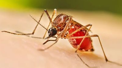 ২৪ ঘণ্টায় ডেঙ্গুতে মৃত্যু ১, আক্রান্ত ৯৫০