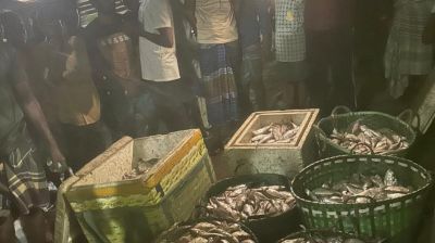 সীতাকুণ্ডে নাটকীয়তার পর জব্দকৃত ইলিশ মাদরাসায় বিতরণ