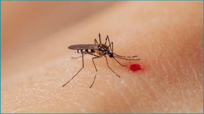 ডেঙ্গুতে আরও ৪ জনের মৃত্যু, হাসপাতালে ৮০৩