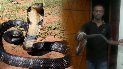 পটুয়াখালীতে গড়ে উঠেছে দেশের সর্ববৃহৎ সাপের খামার