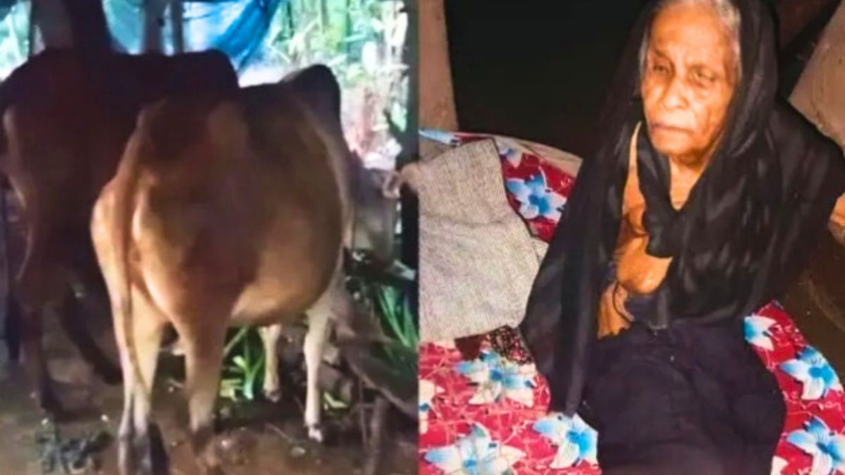চরফ্যাশনে গরু ঘরে বৃদ্ধা মায়ের দিনযাপন, ভাইরাল ভিডিওতে তোলপাড়