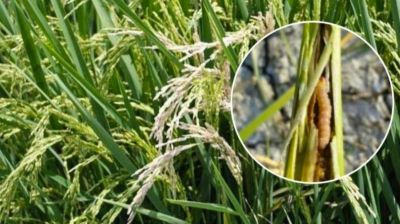 মাজরা পোকা ও ছত্রাকে বিপর্যস্ত নওগাঁর রোপা আমন মৌসুম