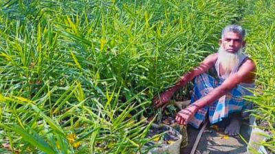 কটিয়াদীতে বস্তায় আদা চাষে সফলতা