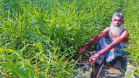 কটিয়াদীতে বস্তায় আদা চাষে সফলতা