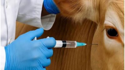 তড়কা টিকার নামে কর্মকর্তার নির্দেশে মাঠে চলছে দুর্নীতির ‘ইনজেকশন’