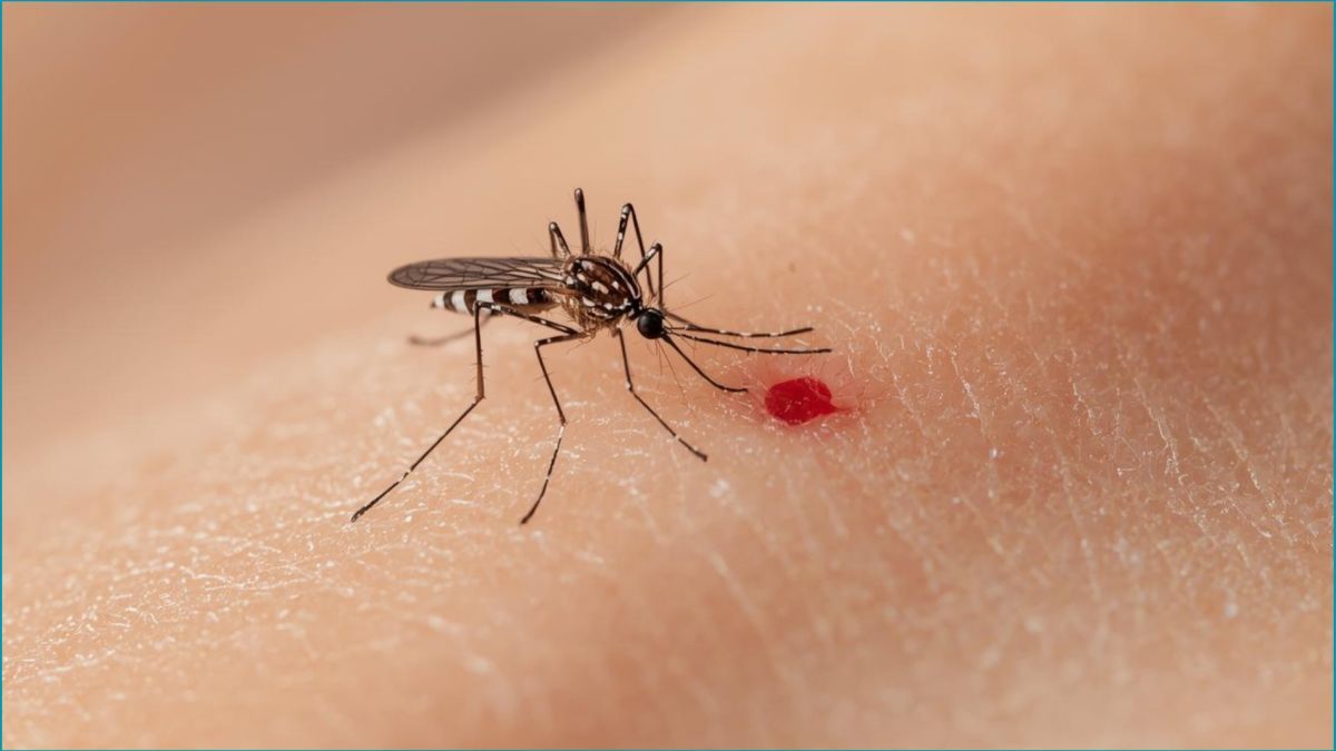 ডেঙ্গুতে আরও ৩ জনের মৃত্যু, আক্রান্ত ৯২৮