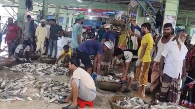 এবার জাটকা ইলিশ ধরায় ৮ মাসের নিষেধাজ্ঞা, মধ্যরাত থেকে শুরু