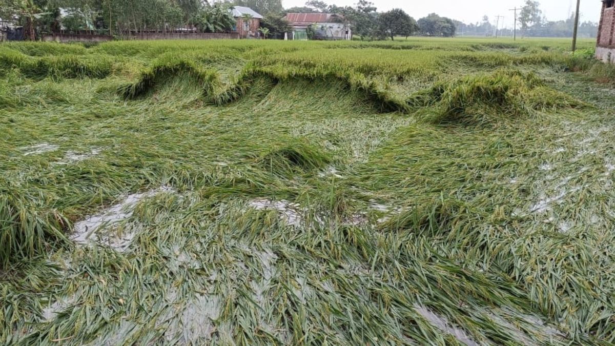 শেরপুরে ৪ ঘণ্টার বৃষ্টিতে ভাসছে ফসল