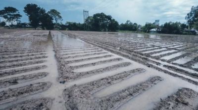 অসময়ের বৃষ্টিতে নওগাঁয় কৃষি বিপর্যয়, আলুতে ভয়াবহ পচন