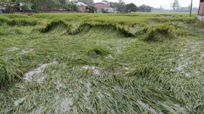 শেরপুরে ৪ ঘণ্টার বৃষ্টিতে ভাসছে ফসল
