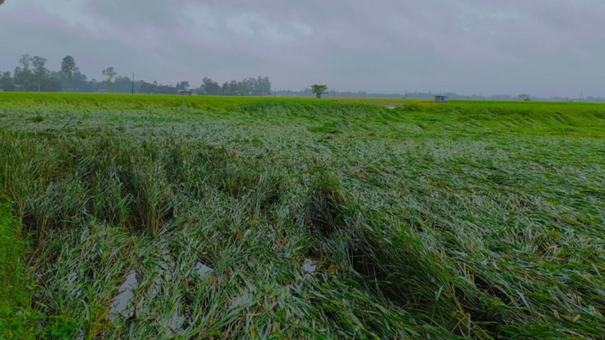 ঠাকুরগাঁওয়ে কৃষি বিপর্যয় : ‘সব পরিশ্রম যেন পানিতে গেল’