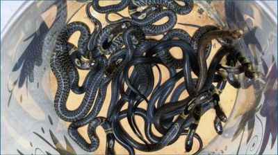 ঢাকায় বিষধর গোখরার দেখা মিলছে কেন?